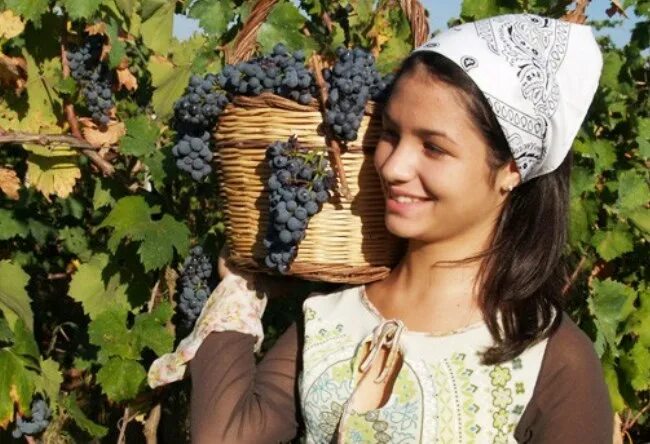 Молдаван женщина. Смуглянка Молдаванка виноград. Смуглянка молдаванвов. Смуглянка собирает виноград. Молдаванка с виноградом.