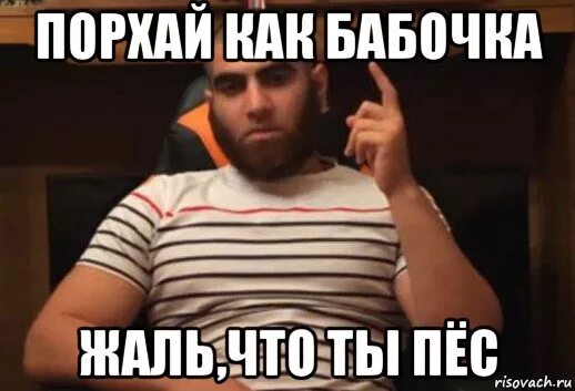Порхай как бабочка жаль что ты пес. Ты чё пёс я тебе сейчас хату разнесу мем. Ты че пес я тебе сейчас хату разнесу. Лабрадор мем. Иди ты в пес.