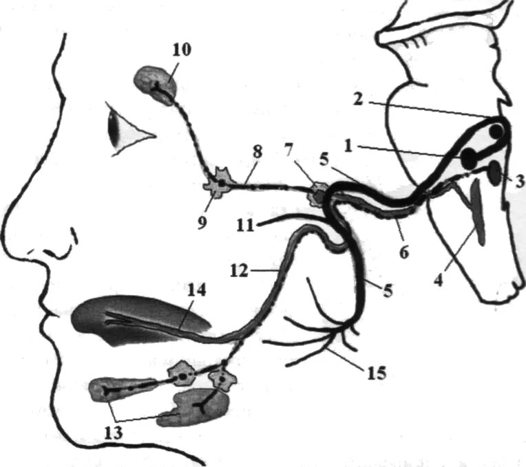 Схема иннервации лицевого нерва. Лицевой нерв неврология схема. Лицевой нерв путь схема неврология. Лицевой нерв анатомия ядра.
