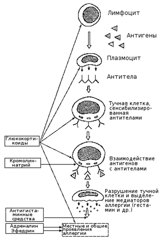 К медленно действующим биологически активным веществам при аллергии немедленного