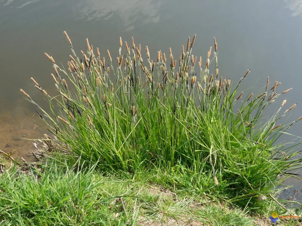 Осока береговая. Осока гвоздичная битлз. Осока береговая. Осока луговая. Carex riparia.