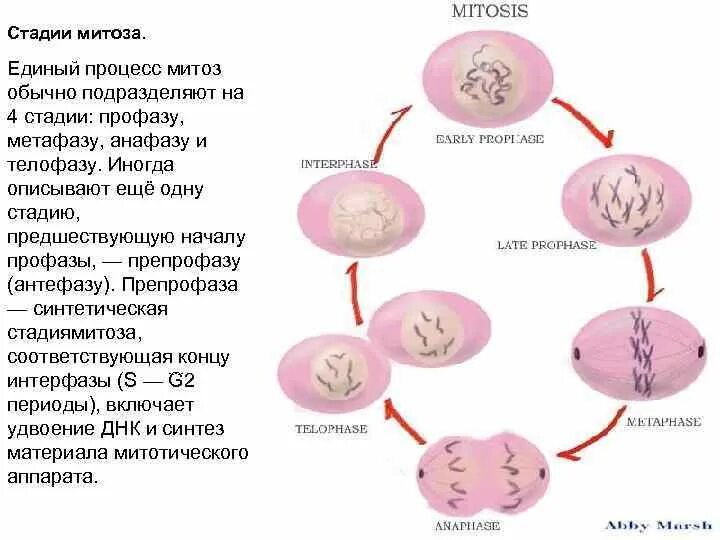 Митозу предшествует процесс