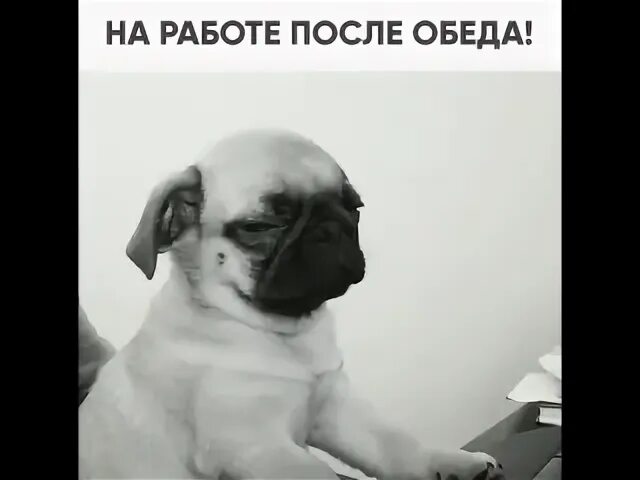 После обеда работа есть. Работа после обеда. после обеденного перерыва. я после обеда. это я после обеда на работе.