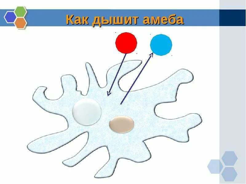 Дыхание амебы происходит с помощью. Дыхание амебы обыкновенной. амеба дышит. дыхание и выделение амебы. как дышит амеба.