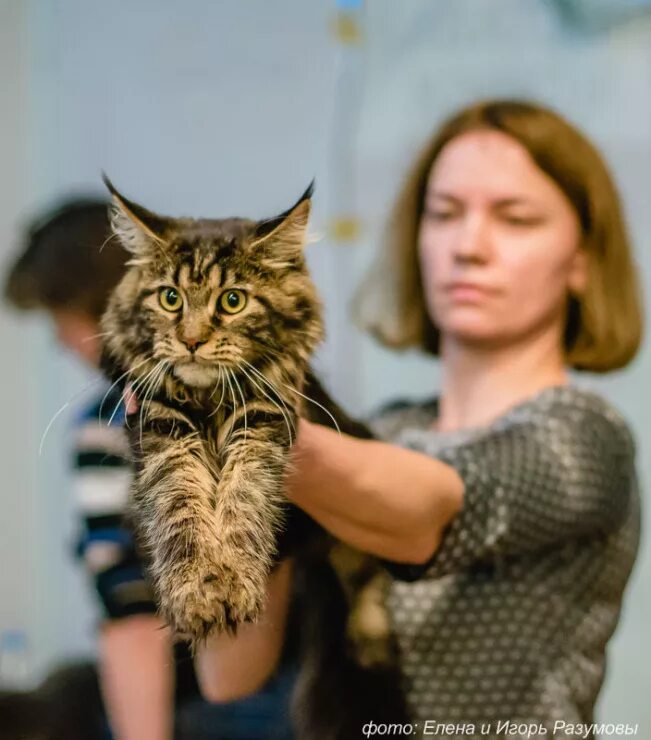 Кошка в ресторане. Большие коты магазин. Антикафе котики и люди москва. Большие коты магазин. Коты мейн кун.
