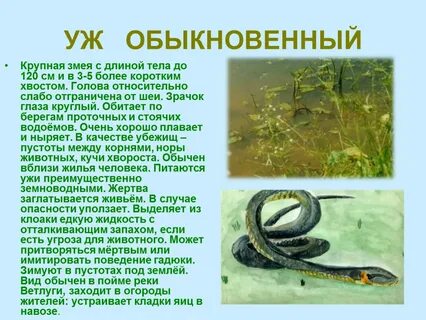 Характеристика гадюки