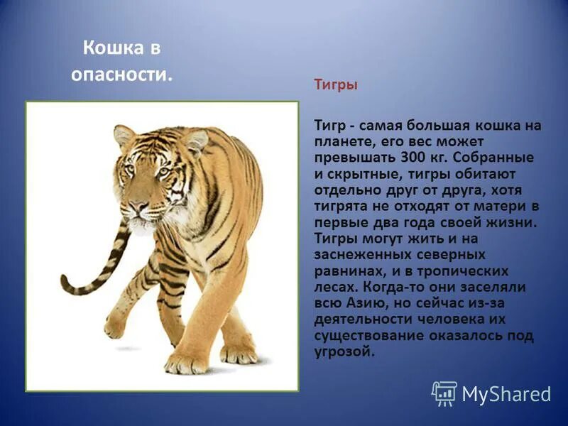 коричневый тигр. ревущий тигр. какой опасный тигр. животные нападают на людей. тигрица.
