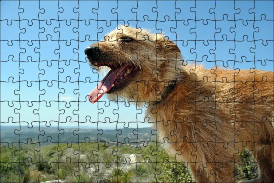 Dogs Wallpaper: Dogs Labrador retriever dog, Dog breeds, Labrador retriever pupp