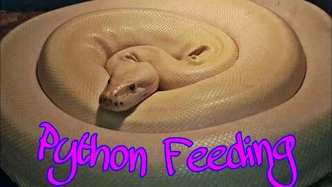 Python freeze