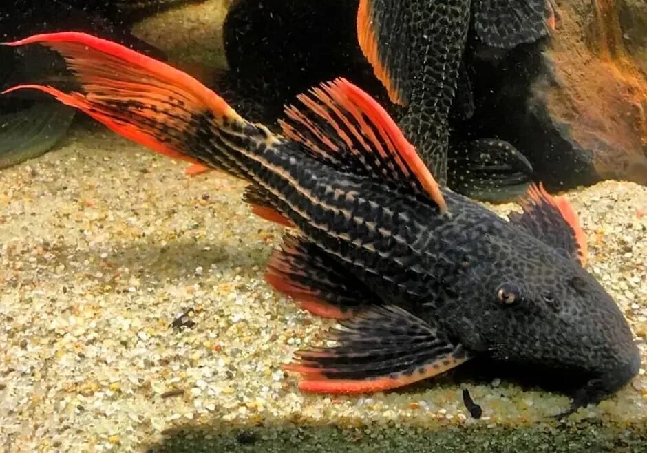 Аквариумные рыбки сомики анциструс. Сом номерной l 025. L 600 pleco. Номерной сом l600. L600 анциструс.