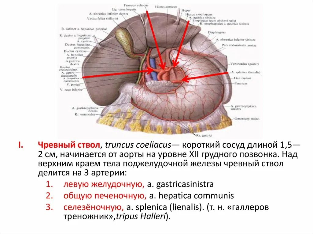 Чревный ствол и его ветви. Чревный ствол брюшной аорты анатомия. Чревный ствол топографическая анатомия. Чревный ствол и его ветви схема. Синтопия чревного ствола.