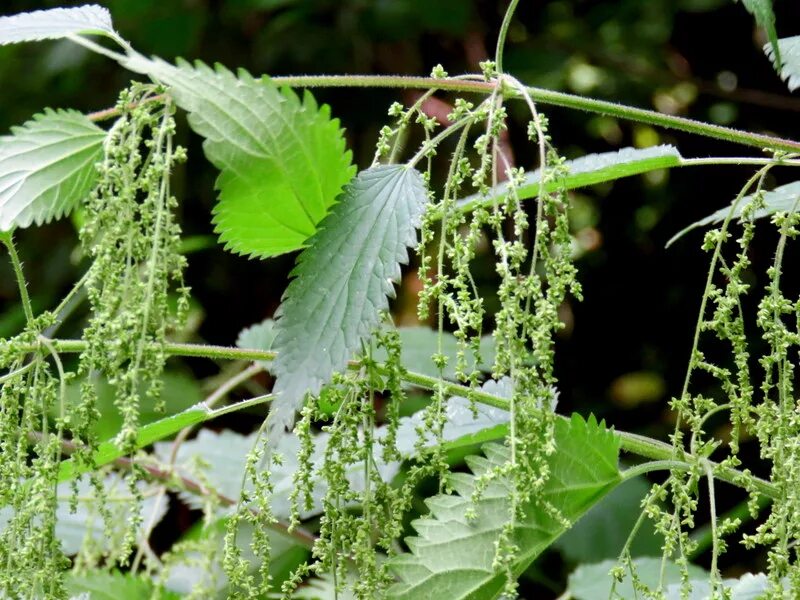 Тополя крапива. Крапива пикульниколистная. Крапива Сондена (Urtica sondenii). Urtica angustifolia. Стебель крапива четырехгранный.