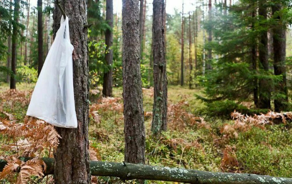 Что делают люди в лесу. Лес. Фотосессия в лесу. Заблудился в лесу. Человек потерялся в лесу.