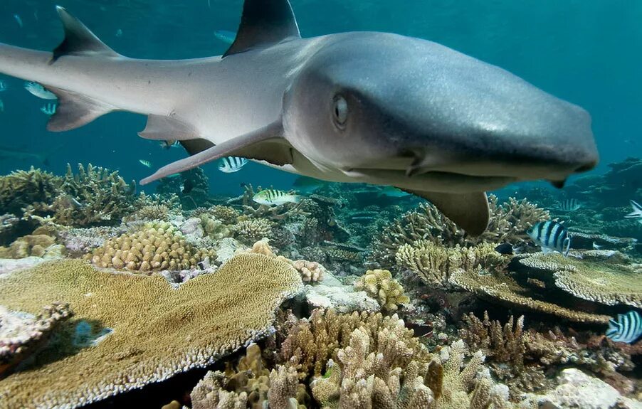 Ocean shark. Длиннорылая акула. Белоперая длиннокрылая акула. Океаническая белоперая акула. Австралийская длиннорылая акула.