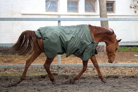 Лошадь какает