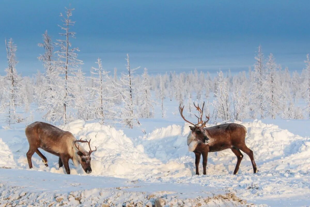 Северный олень в лесу. Ямало-Ненецкий автономный округ тундра. Северный олень ЯНАО. Дикий Северный олень в тундре.