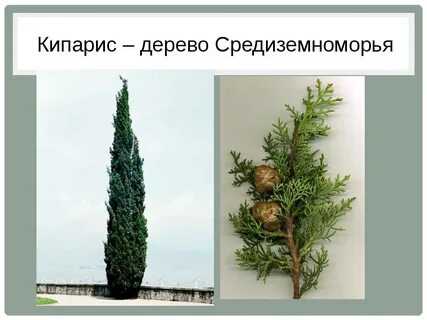 Кипарис значение в природе