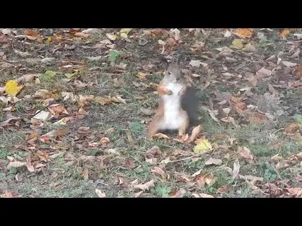 Танцующая белка видео