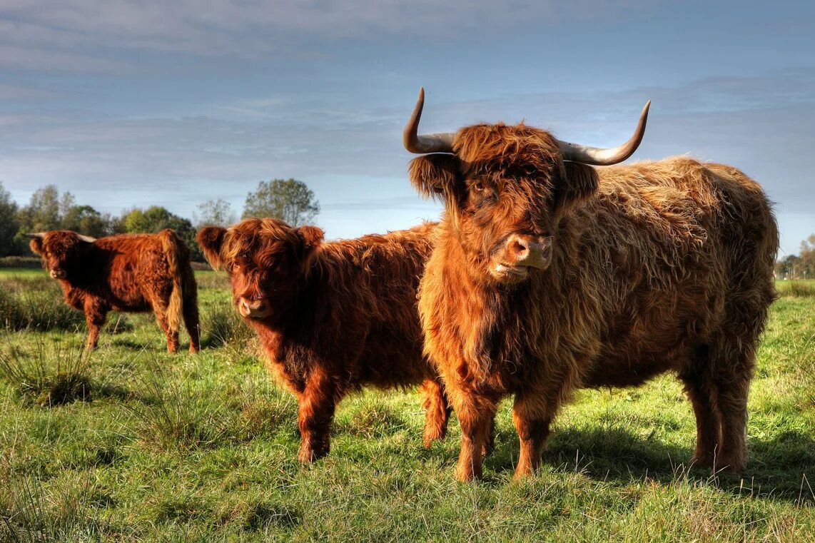 Хайленд (Highland Cattle) – Шотландская порода коров. Шотландская Высокогорная корова - хайленд. Highland Cattle Шотландская корова. Галловейская порода КРС.