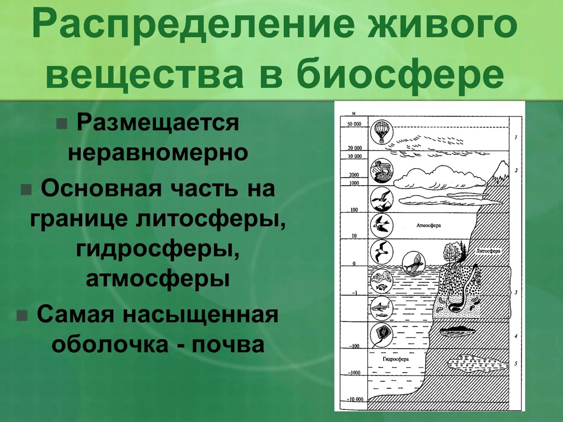 Распределение живого вещества. Распространение организмов в биосфере. Закономерности распределения живого вещества в биосфере. Распространение жизни в биосфере. Живое вещество распределено в биосфере