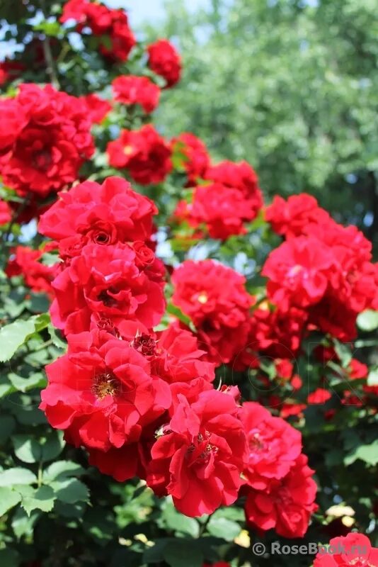 ротер корсар энциклопедия