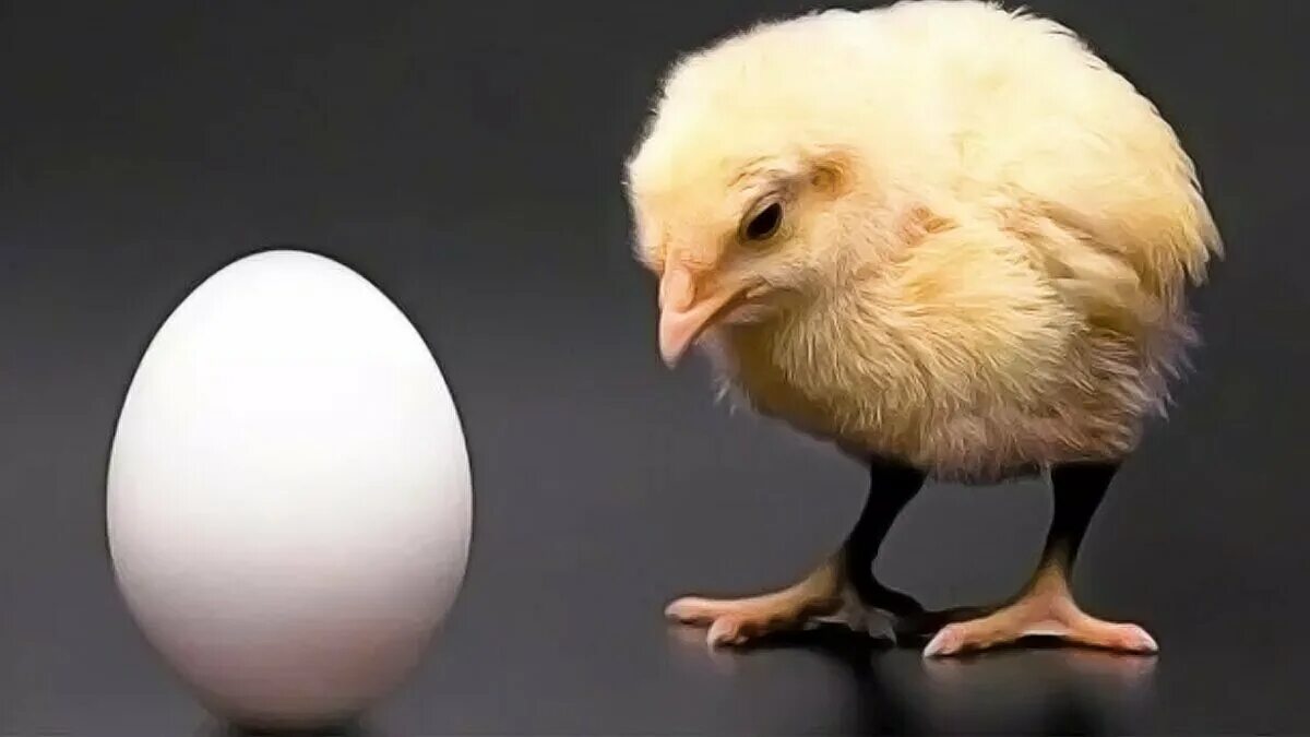 Что появилось первее курица. Яйцо цыпленок. Курица с яйцами. Курица или яйцо. Цыпленок рядом с яйцом.