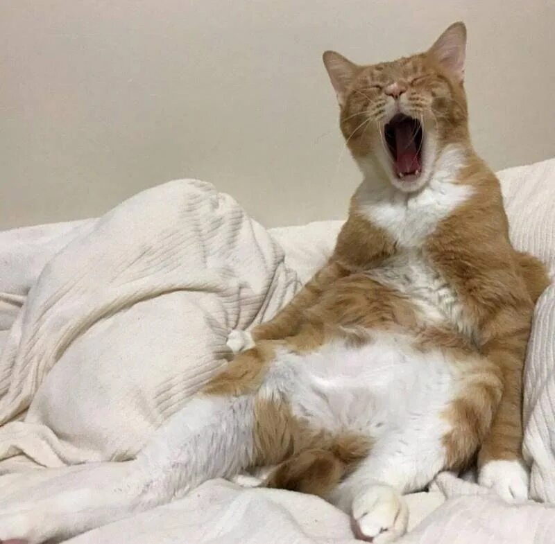 Вот я. Здрасти. А вот и не. А вот и не. А вот и не.