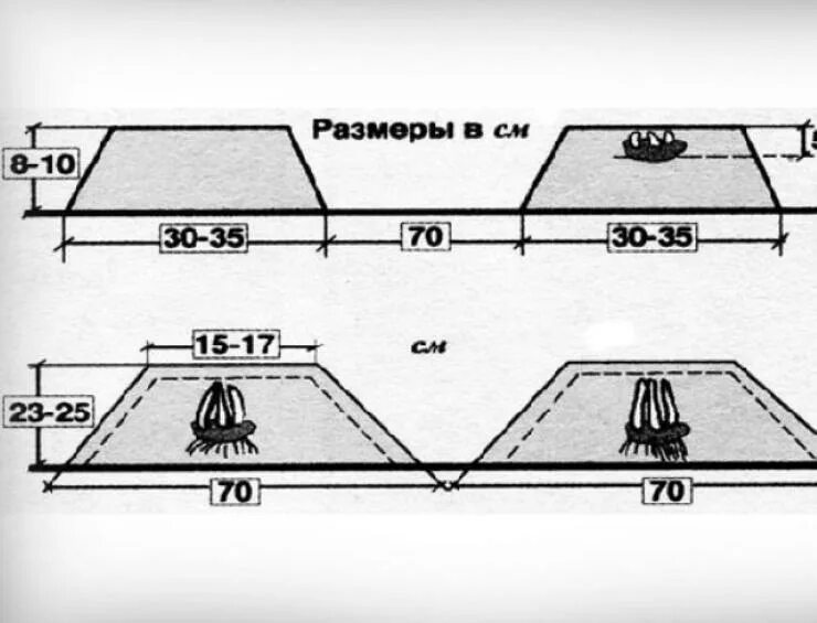 Какое расстояние рядов при посадке картофеля. Ширина междурядий при посадке картофеля вручную. Ширина гребней для посадки картофеля. Схема посадки картофеля голландским методом. Схема посадки картофеля в гребни.