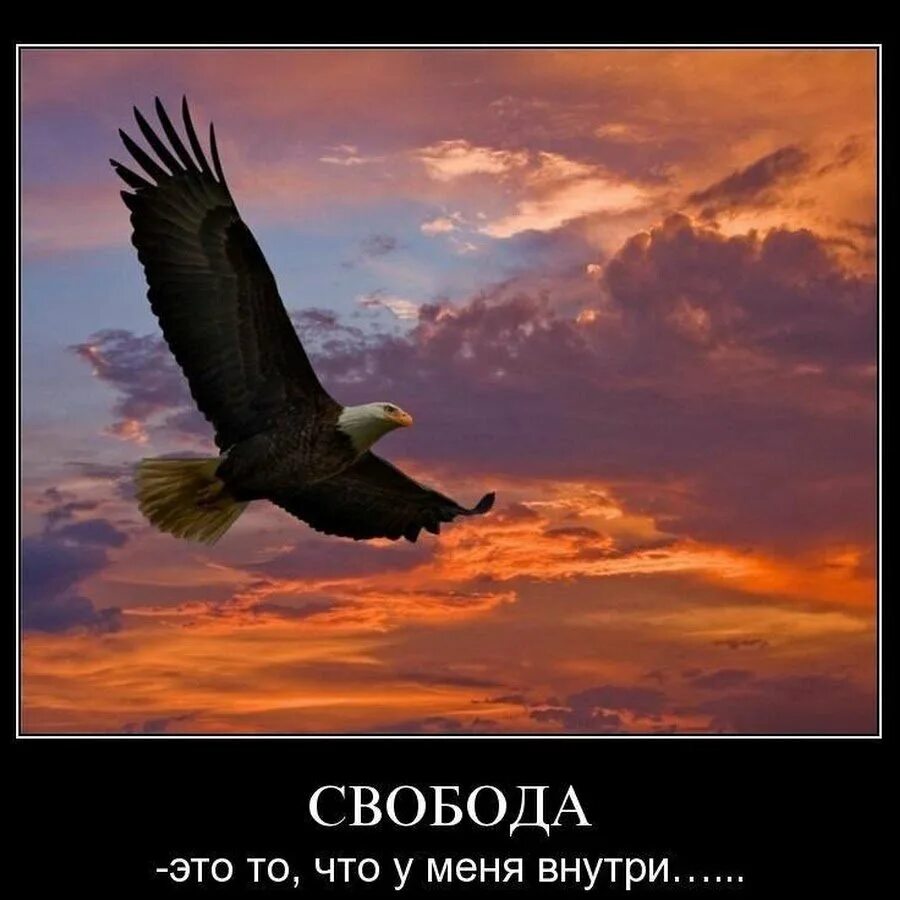 Свобода. Свобода фото. Я свободная птица. Птица свободы.