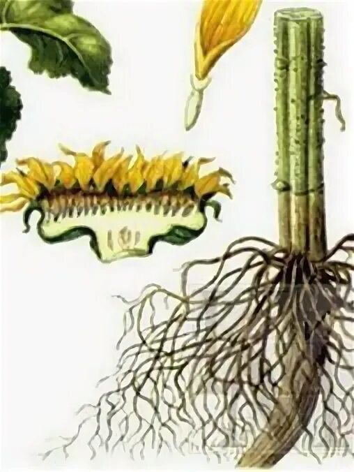 Подсолнечник однолетний корневая система. Подсолнечник фармакогнозия. Корневая система подсолнуха. Подсолнух части растения. Подсолнечник однолетний фармакогнозия.