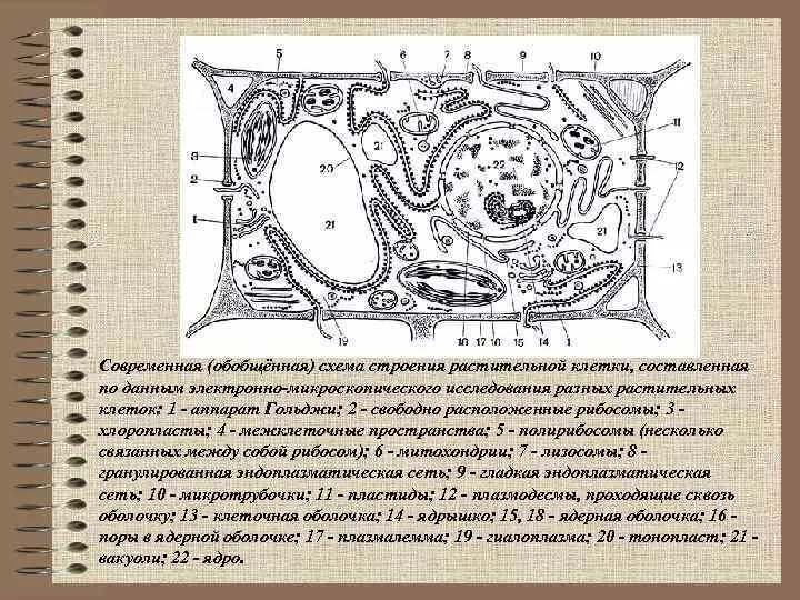 Растительная клетка происхождение. Рис 1 схема строения растительной клетки. Современная обобщенная схема строения растительной клетки. Обобщенная схема строения растительной клетки. Современная (обобщённая) схема строения растительной клетки.