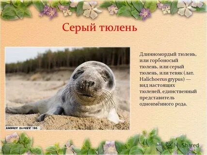 Тюлень в красной книге