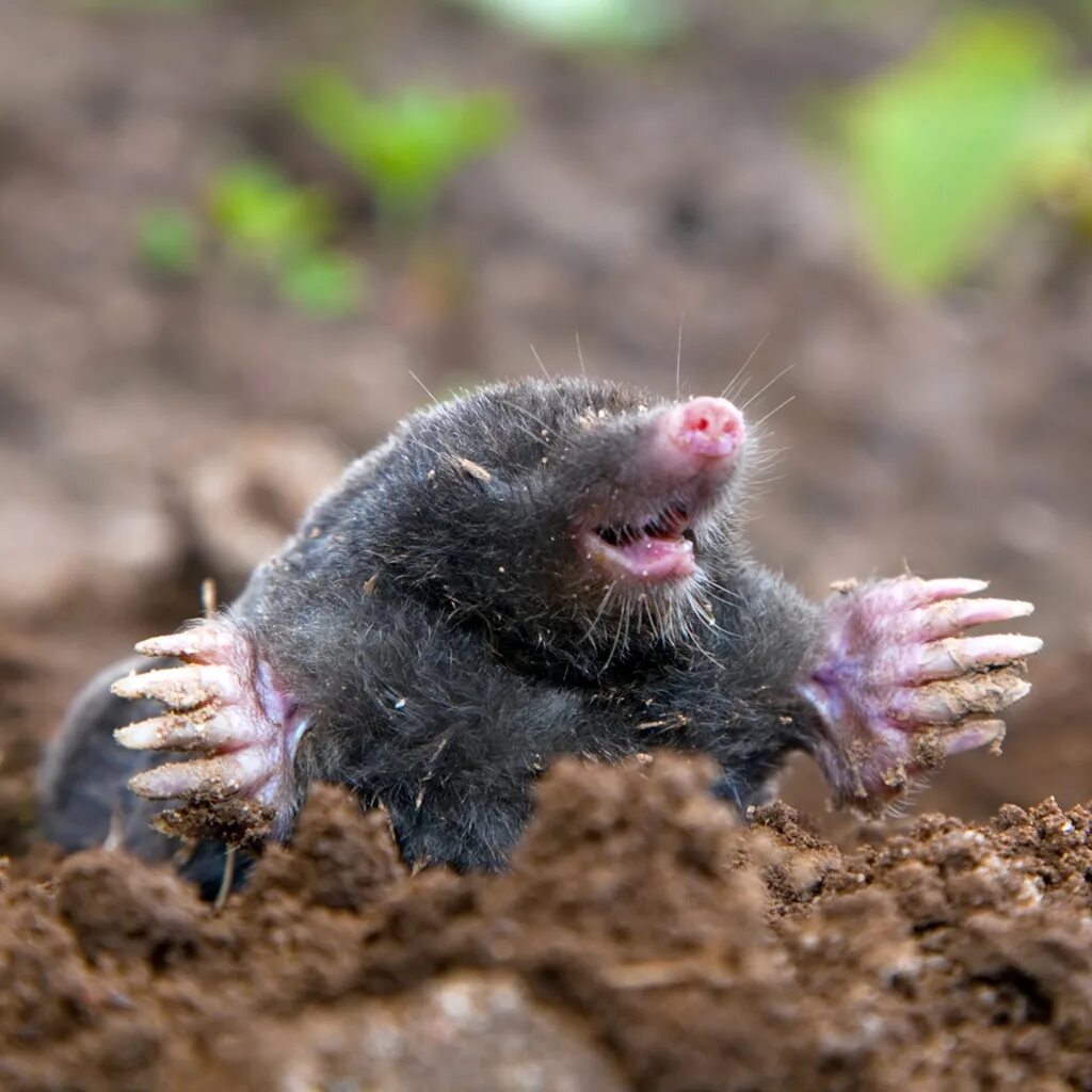 Как называется крот. Крот обыкновенный (talpa europaea). Сумчатый и обыкновенный крот. Как называется крот. Крот обыкновенный (talpa europaea).