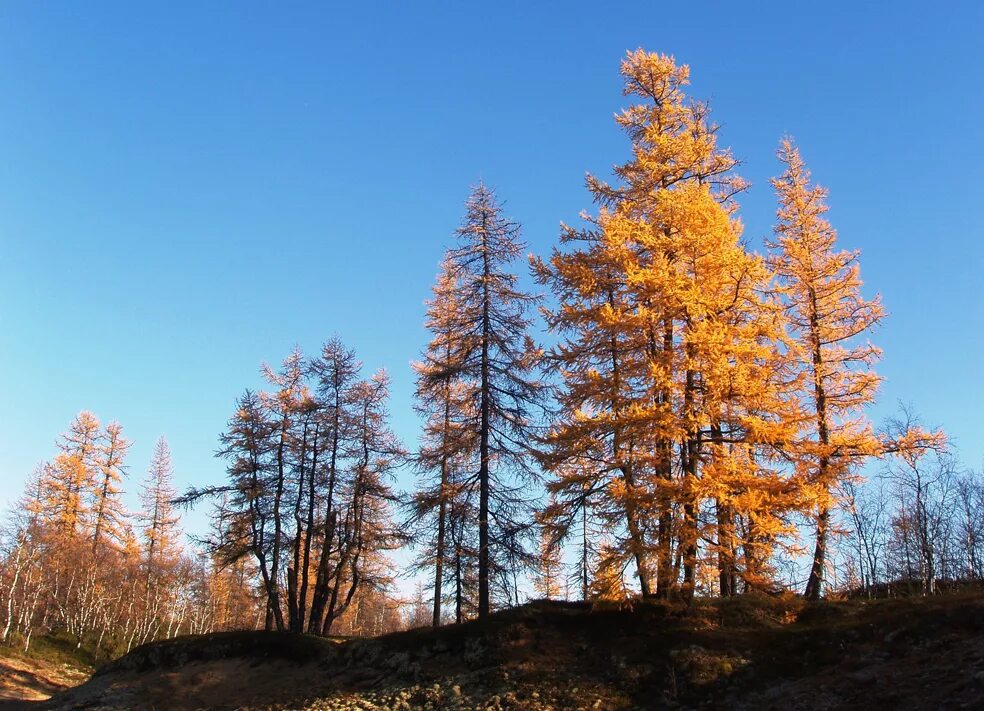Ель сербская минима. Сосна́ ке́дровая европейский кедр (pinus cembra). Кедр сибирский pinus sibirica. Лиственница японская diana. На участке 7 10 занимает лиственница.