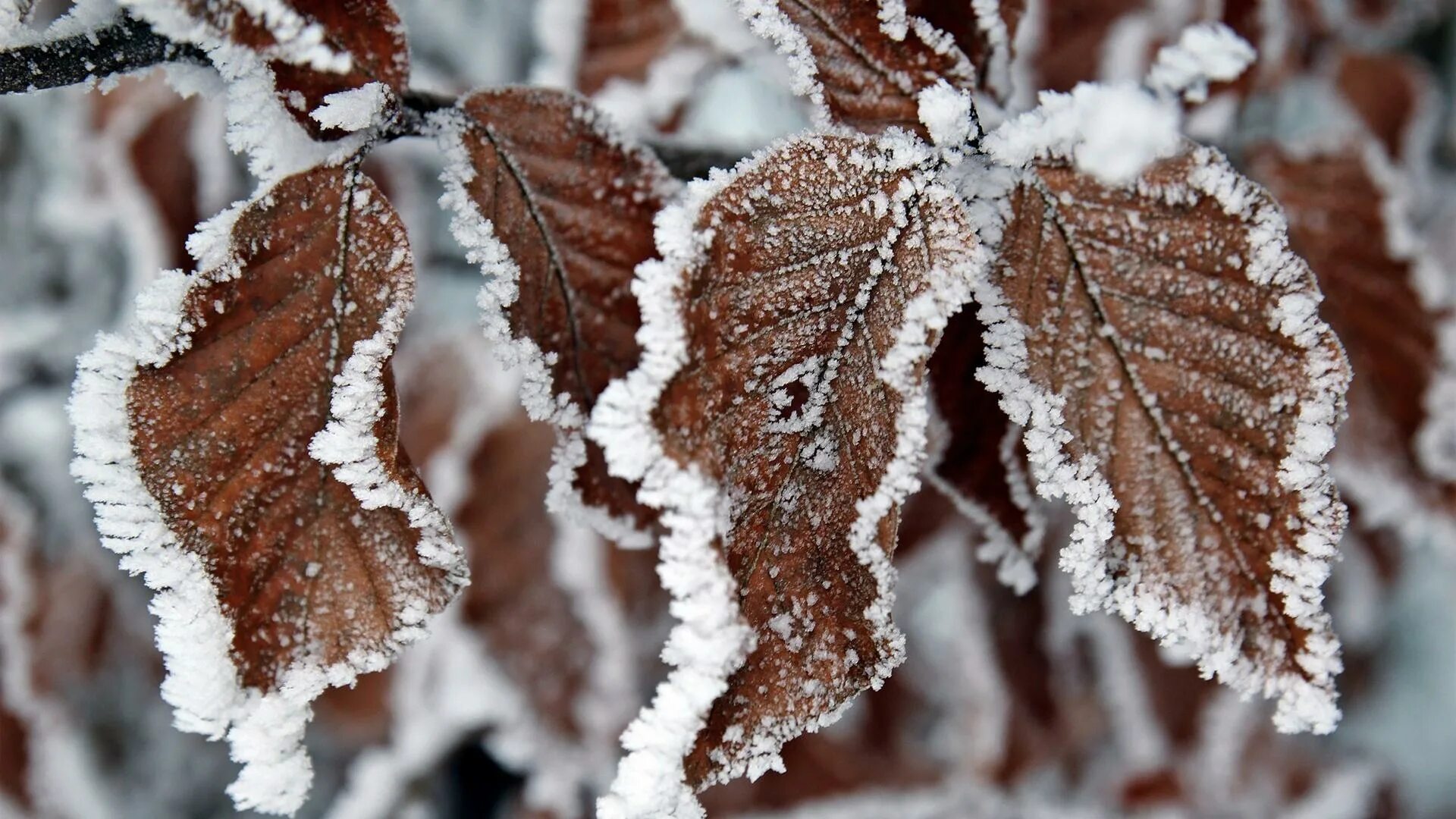 Snow leaf
