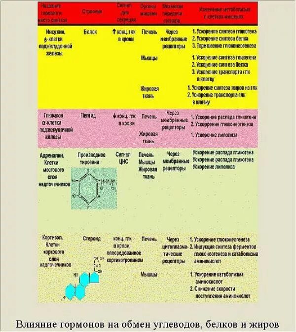 Гормоны ферменты таблица. Влияние гормонов на обмен углеводов таблица. Инсулин и основные контринсулярные гормоны таблица. Влияние гормонов на углеводный обмен. Влияние гормонов на обмен БЖУ.