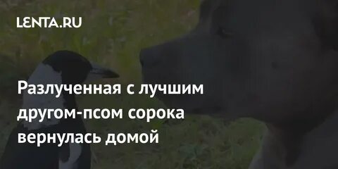 Укусила брошенная мною собака