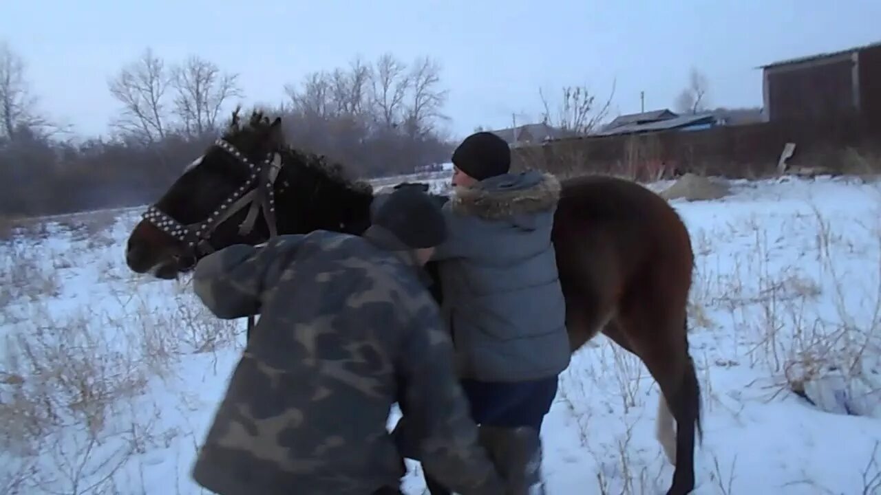 Учит лошадей. Как обучают лошадей видео. обучение лошадей видео.