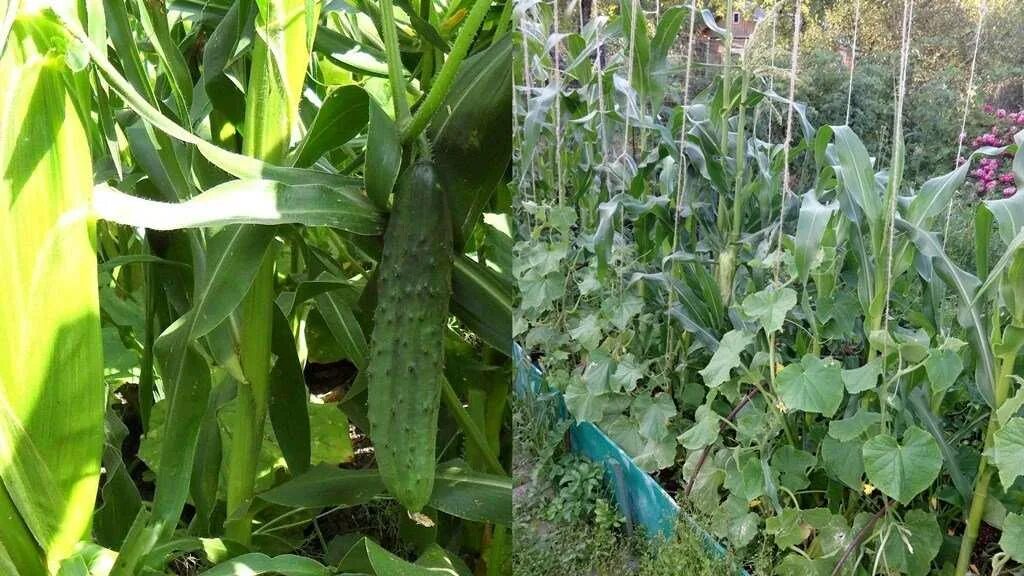 Кукуруза вместе с огурцами. Кукуруза и горох на одной грядке. Кукуруза рядом с огурцами. Огурцы на участке рядом с кукурузой. Кукуруза вместе с огурцами.