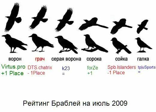 Размер вороны. Грач и ворона Размеры. Ворон и ворона Размеры. Грач и ворона сравнение. Как отличить грача