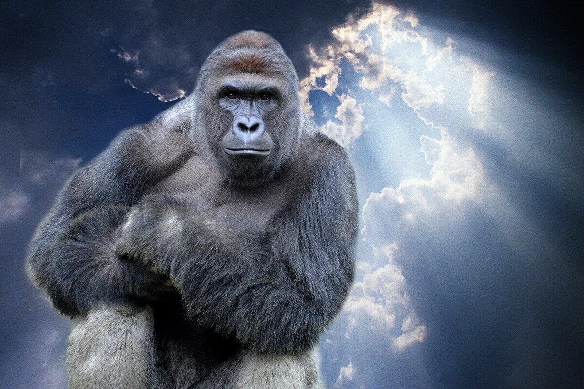 Обезьяна Харамбе. Harambee горилла. Harambe the Gorilla. Задумчивая горилла. Обезьяна кидает обезьяну