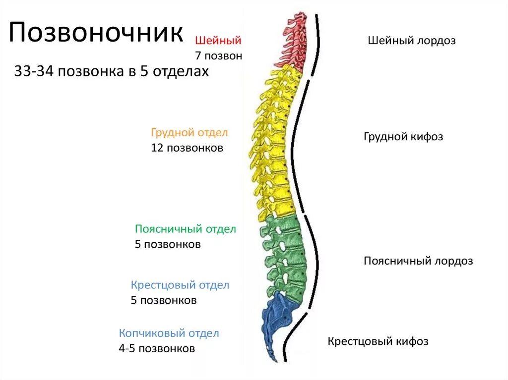 Строение позвоночника по отделам человека с расшифровкой. Строение спинного мозга отделы. Строение спинного мозга шейные сегменты. Шейный отдел спинного мозга схема. Строение шейно грудного отдела позвоночника.