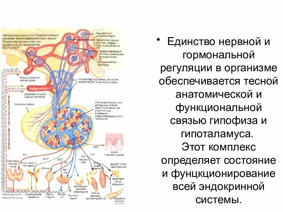 Единство нервной и гуморальной регуляции: гипоталамус – гипофиз.. Гормоны гипоталамо-гипофизарной системы. Гипоталамо-гипофизарная система функциональные взаимосвязи. Схему связей в гипоталамо-гипофизарной системе. Гормон центральной нервной системы