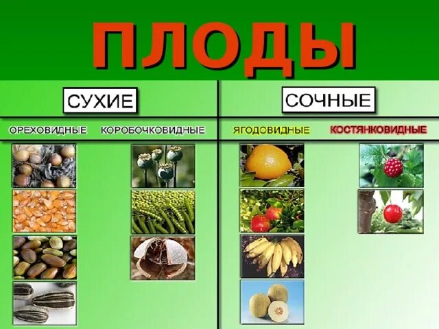 Горох сочный или сухой плод