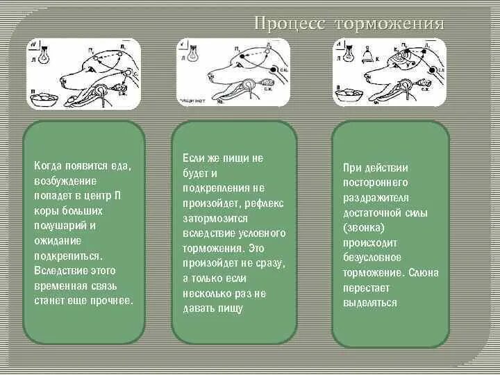 Регуляция пищеварения условный рефлекс. Торможение схема биология. Виды торможения биология. Виды торможения биология 8 класс.