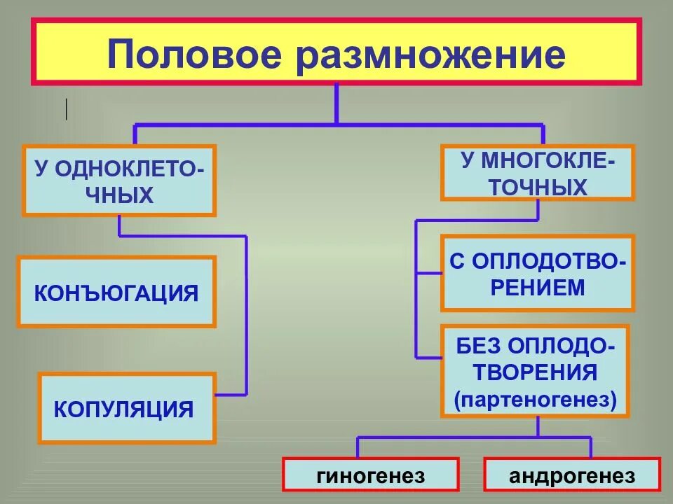 Назовите тип размножения