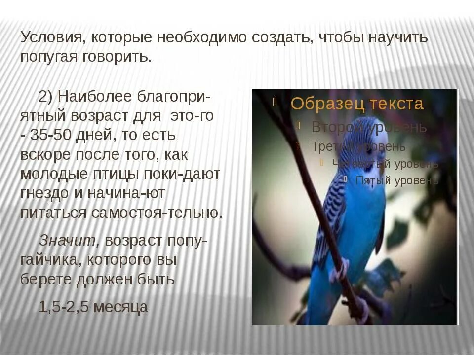 Говорят попугаи мальчики. Как научить попугая говорить. Как научить волнистого попугая. Как научить волнистого попугая разговаривать. Учить волнистого попугайчика.