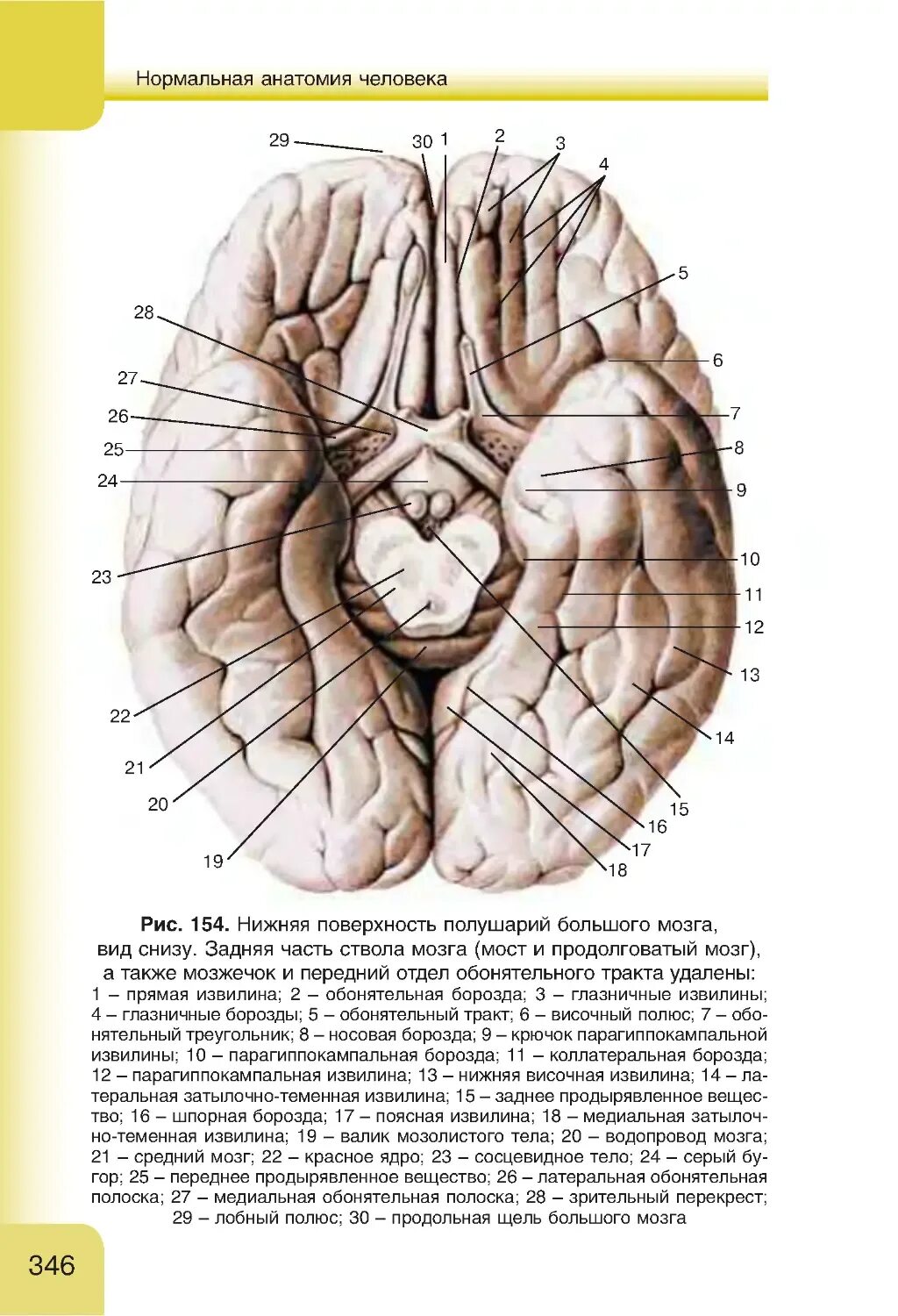 Нижняя поверхность мозга. Борозды и извилины головного мозга анатомия. Борозды и извилины нижней поверхности полушария. Борозды и извилины нижней поверхности полушария большого мозга. Нижняя поверхность конечного мозга анатомия.