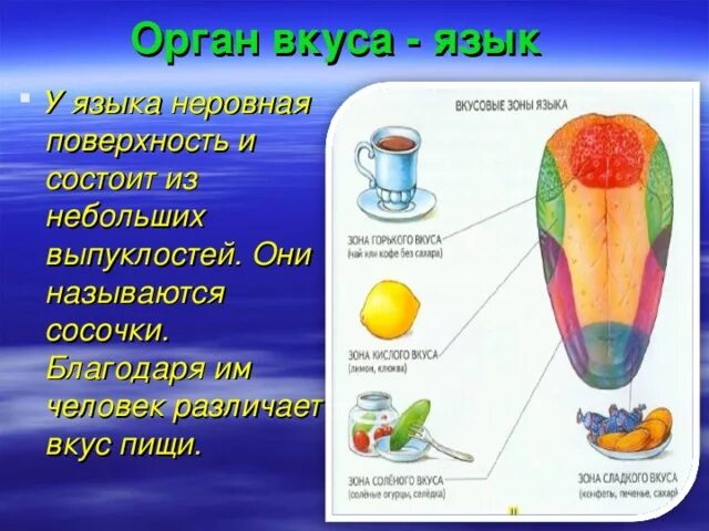 Язык орган чувств. Язык орган вкуса презентация. Органы чувств человека вкус.