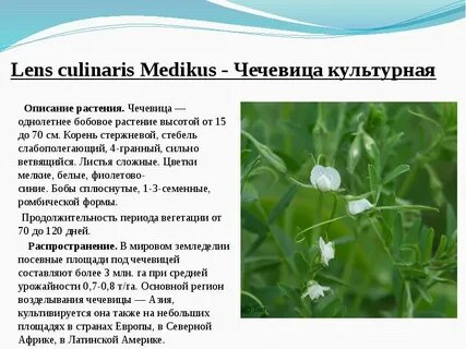 Культурное растение 3 класс окружающий мир сообщение